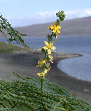 Agrimonia Eupatoria